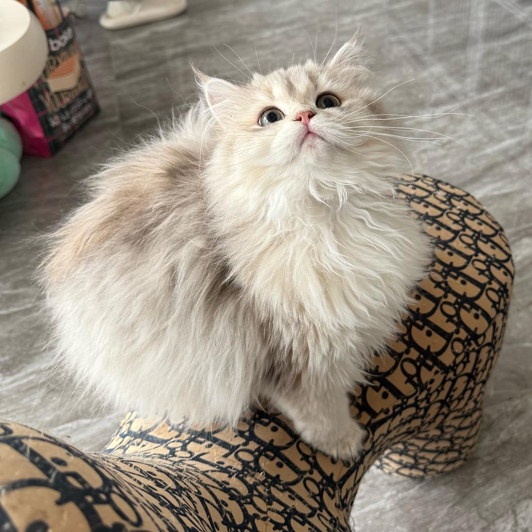 悠米猫舍——攀枝花宠物严选