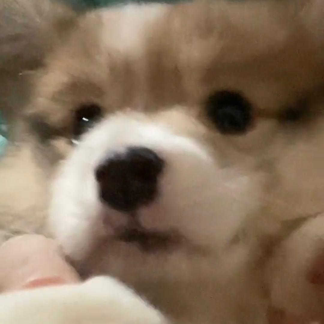 灰质白质