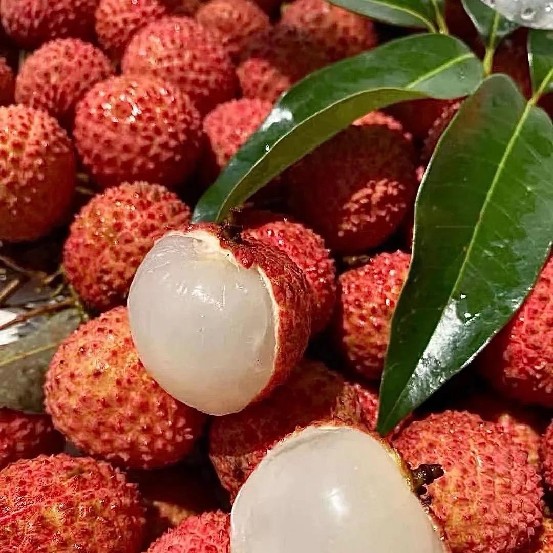 合江荔枝