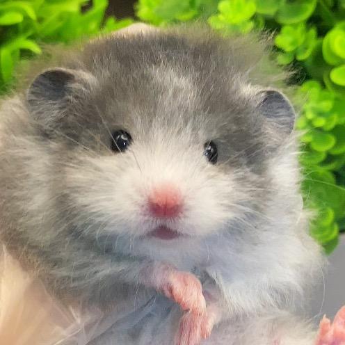 小吱麻星食堂