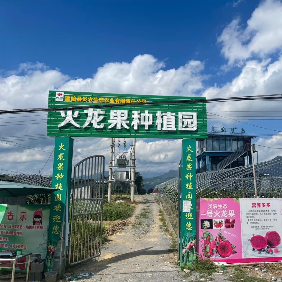 建始炎农生态火龙果
