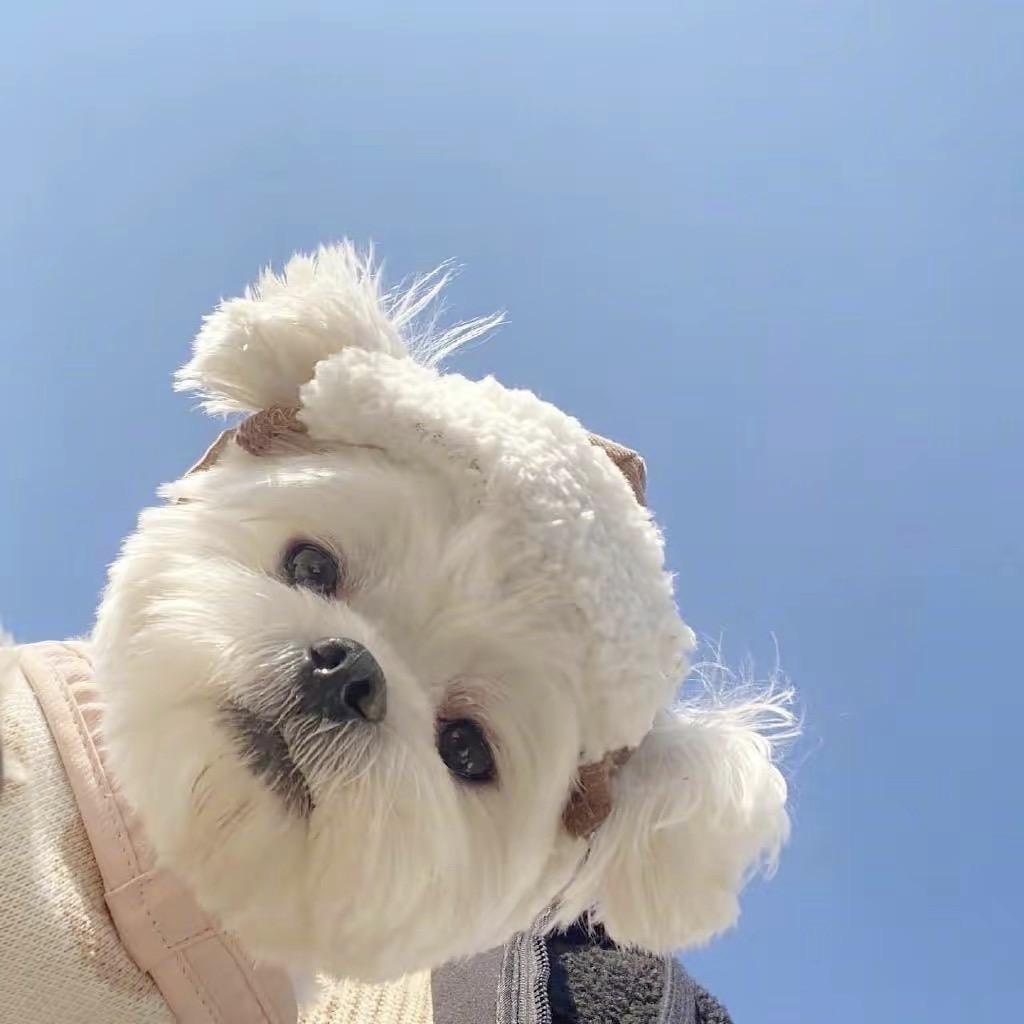 云县大地保险叶子