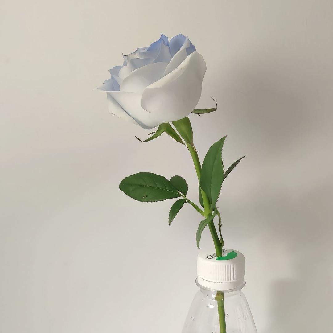 花开富贵.