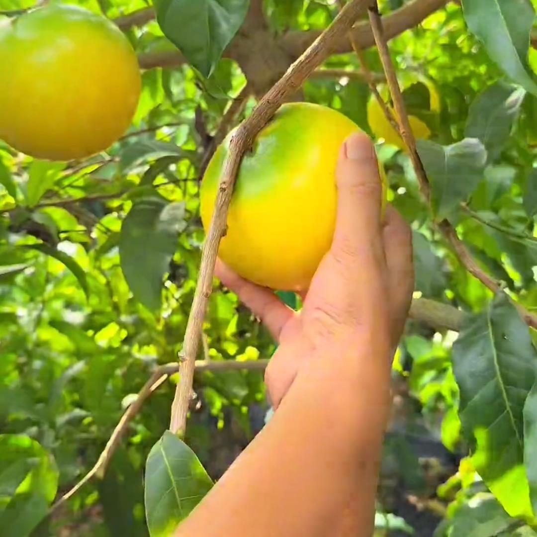 芽芽果苗基地（顺景团队）