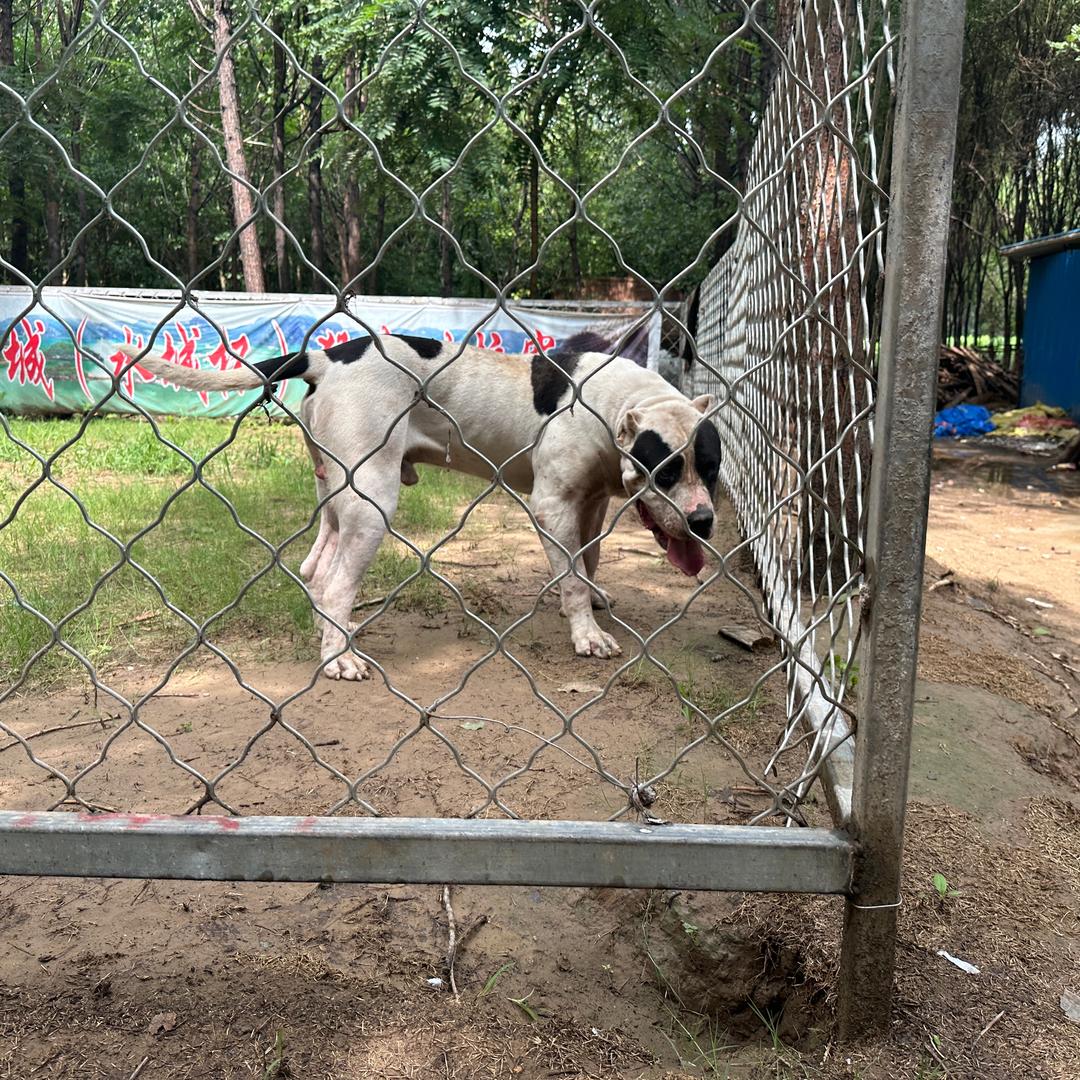 刘老四猛犬繁育（加纳利）