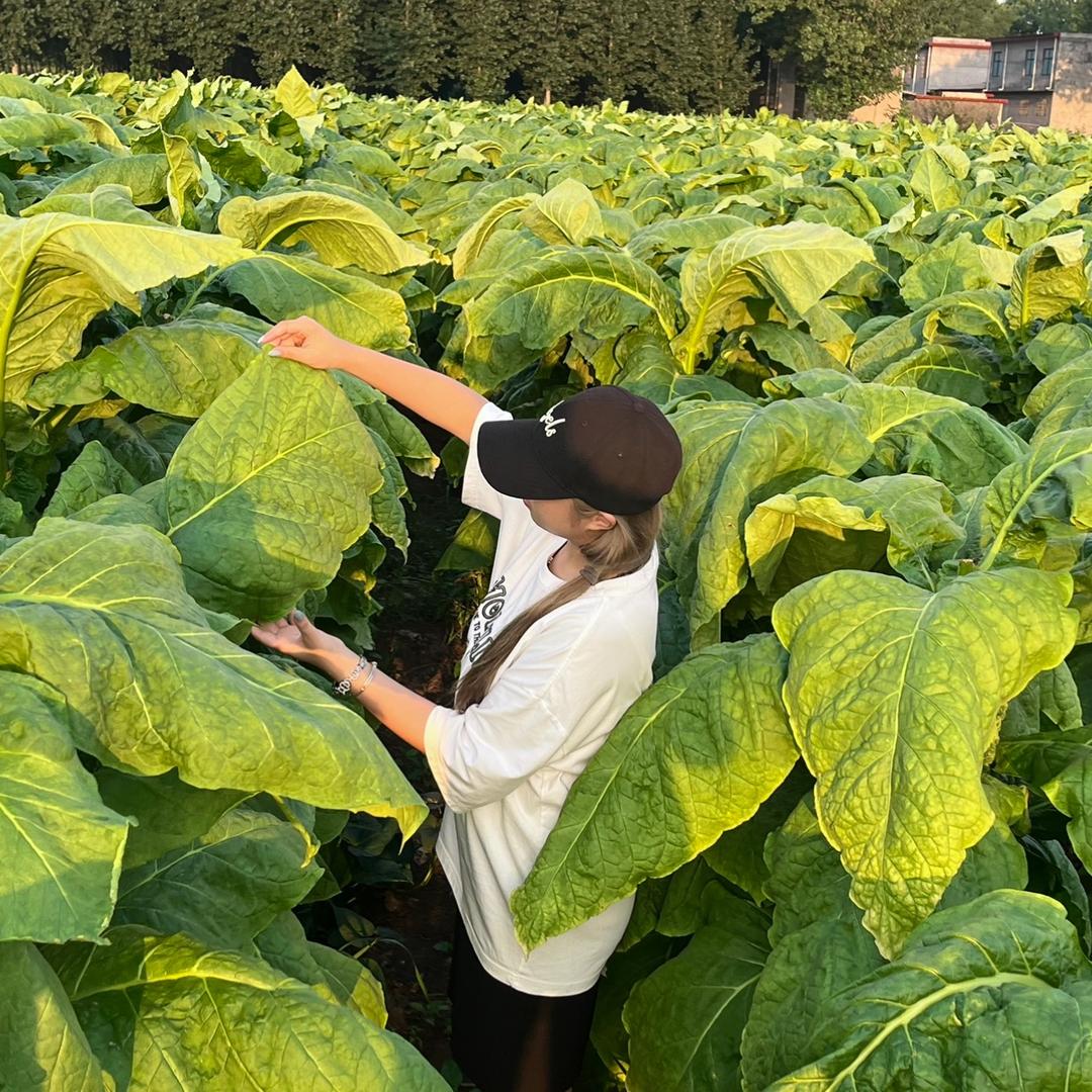 小李种烤烟🌿
