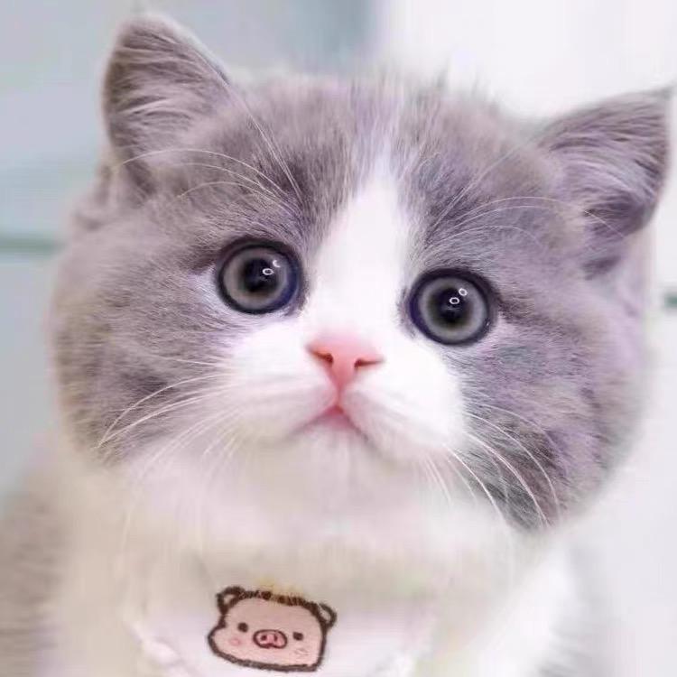 不爱吃鱼的猫咪