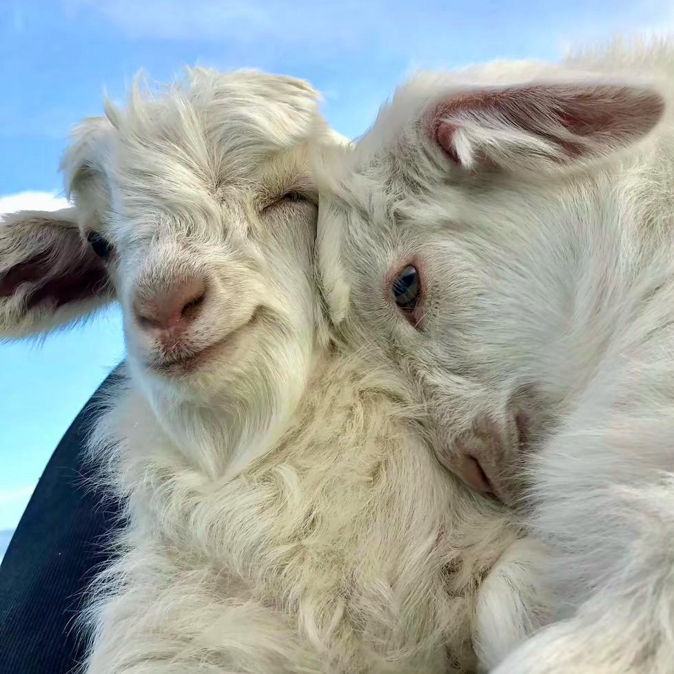 帅气蠢蛋六甲乙