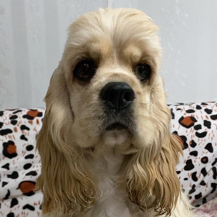 美卡犬