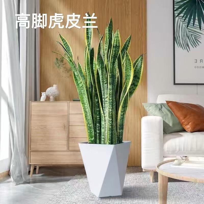 尚植乐月植专卖店