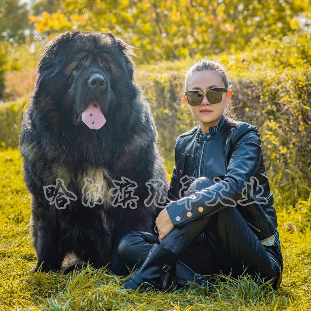 兄弟犬业 高加索 哈尔滨