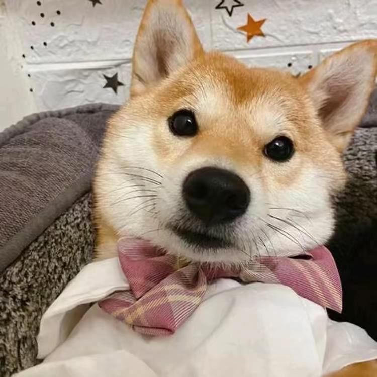萌宠解说员