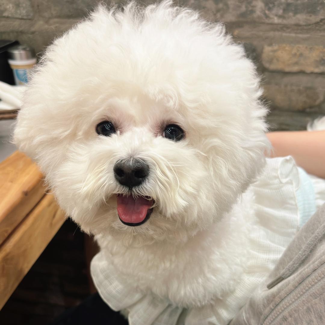 呼噜吃肉肉