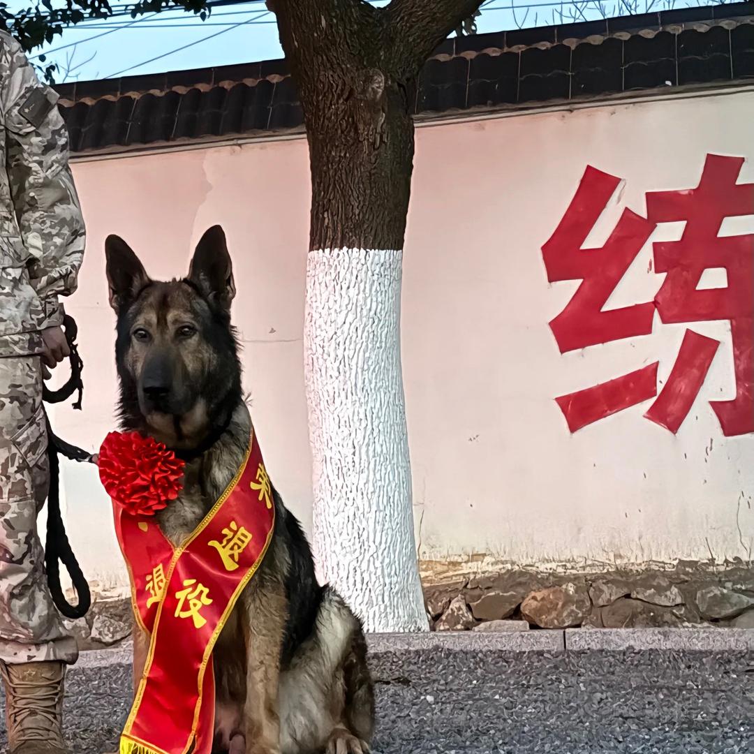 德牧工作犬繁育