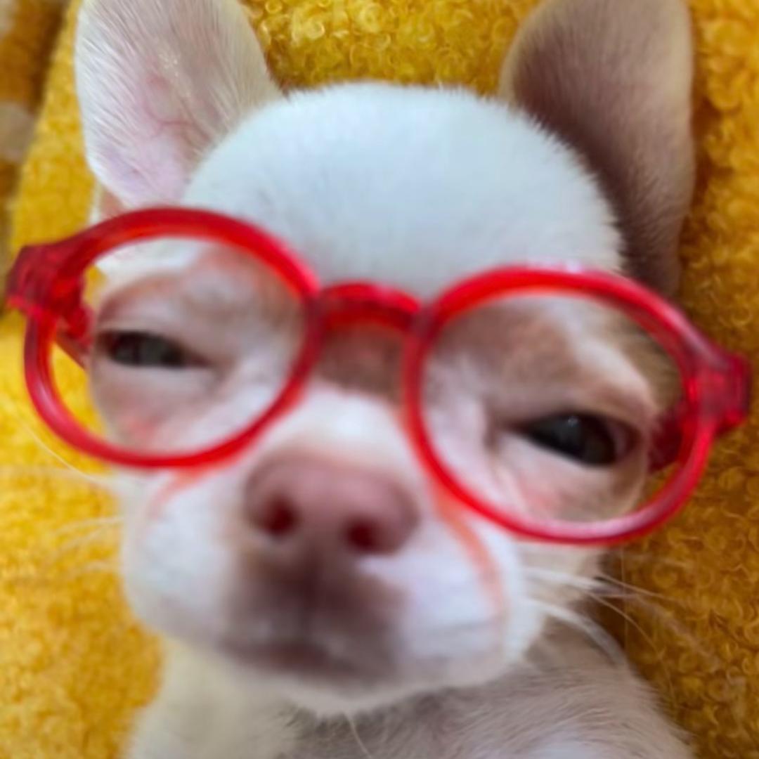 ✞ʚ 薯条重度依赖ɞ✟₊