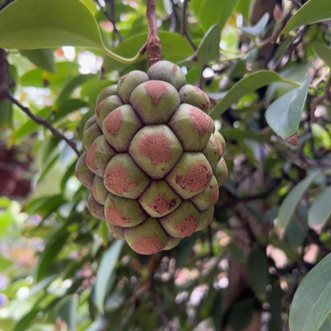 毅心（双子座）