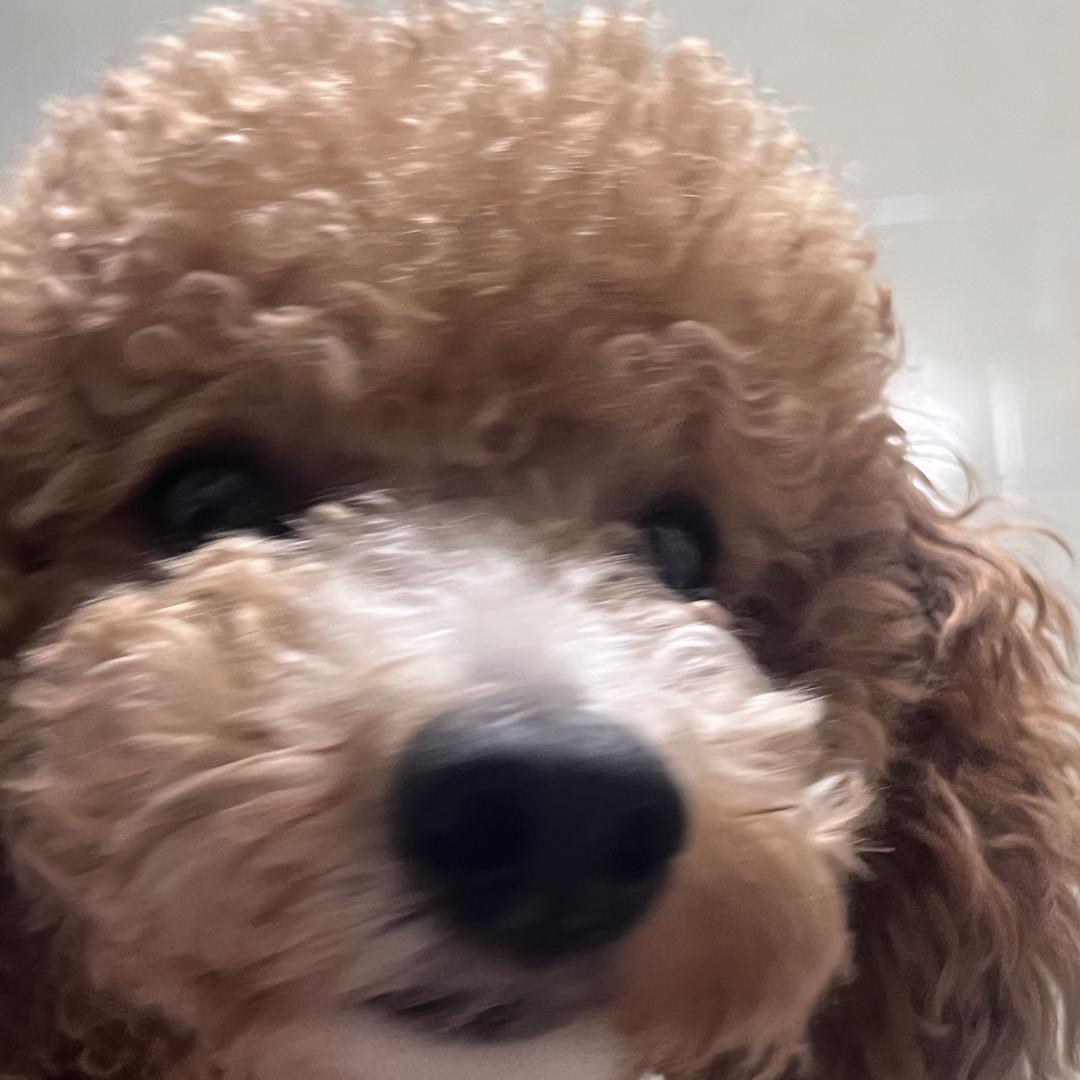 李绿豆啊💕