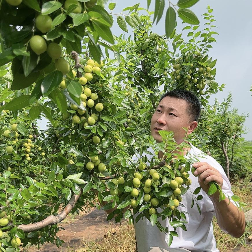 现松果树苗木专营店