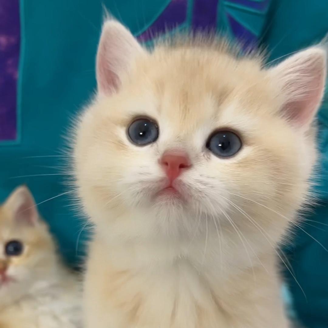 冰糖炖雪梨@抖音