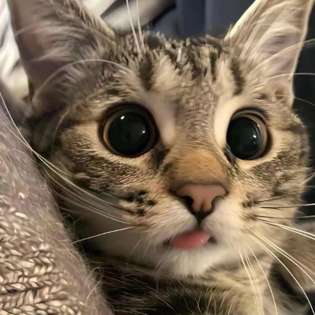 小猫你可以吃汉堡