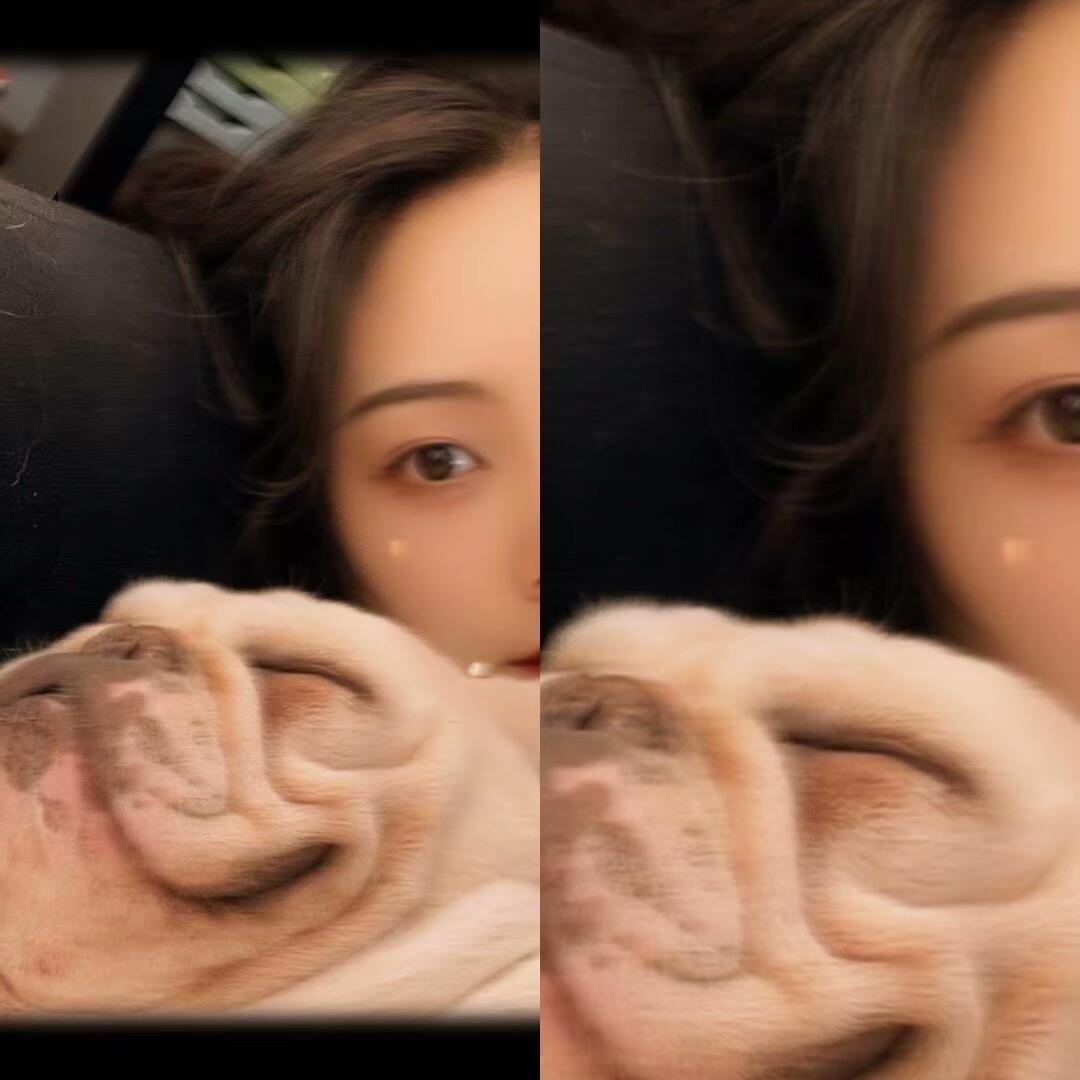 猫狗的碎嘴希姐