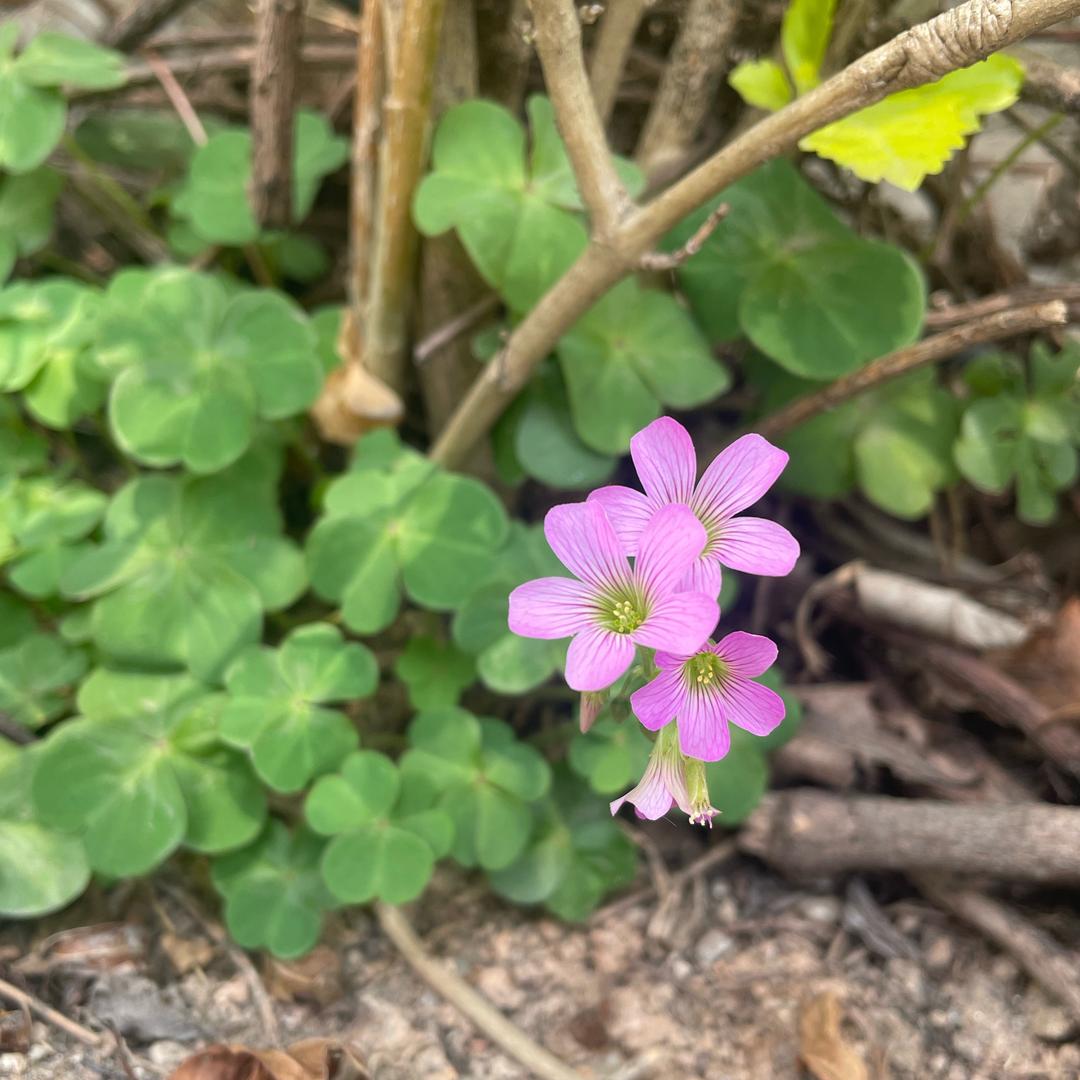 竹问