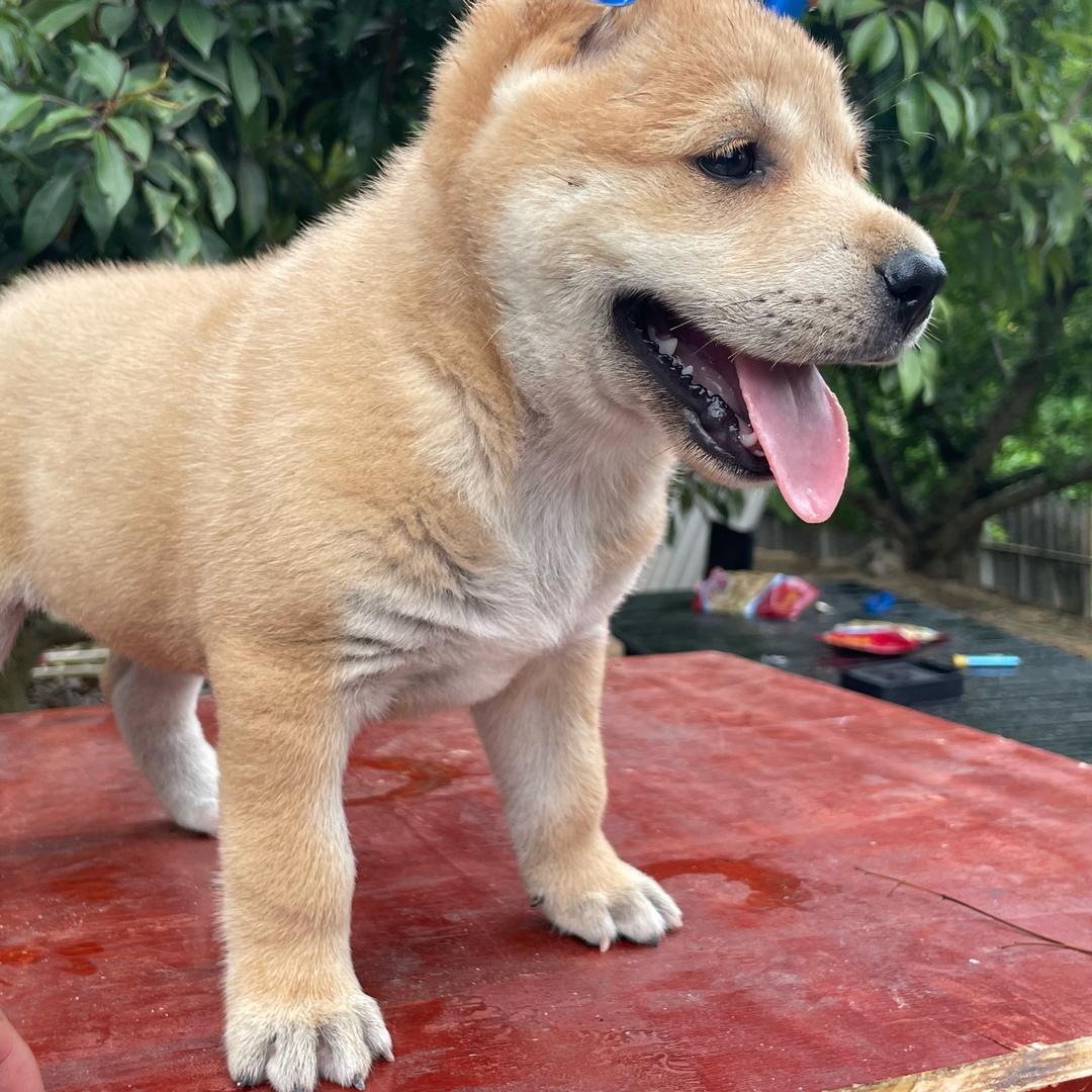 中华田园犬