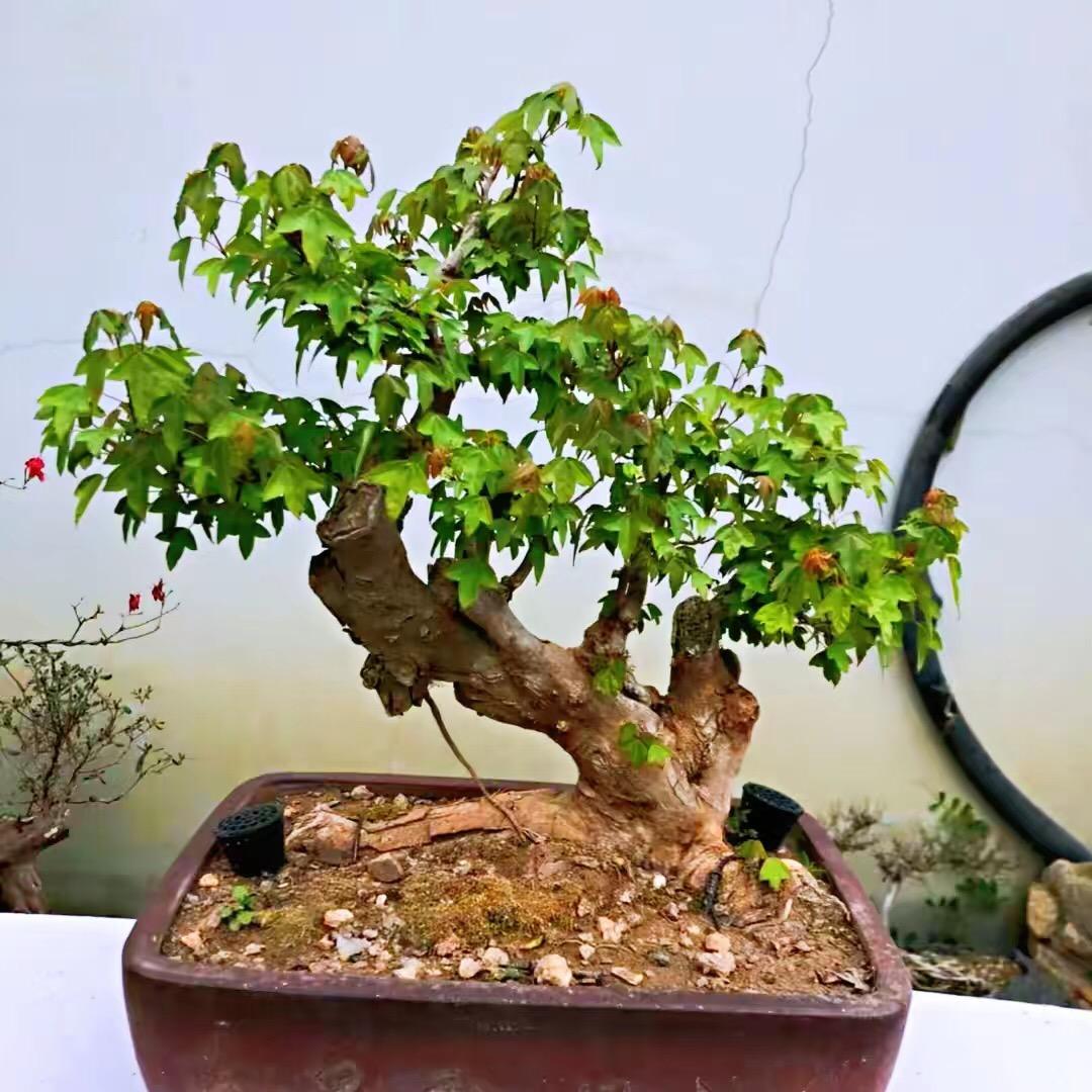 山窝窝园艺
