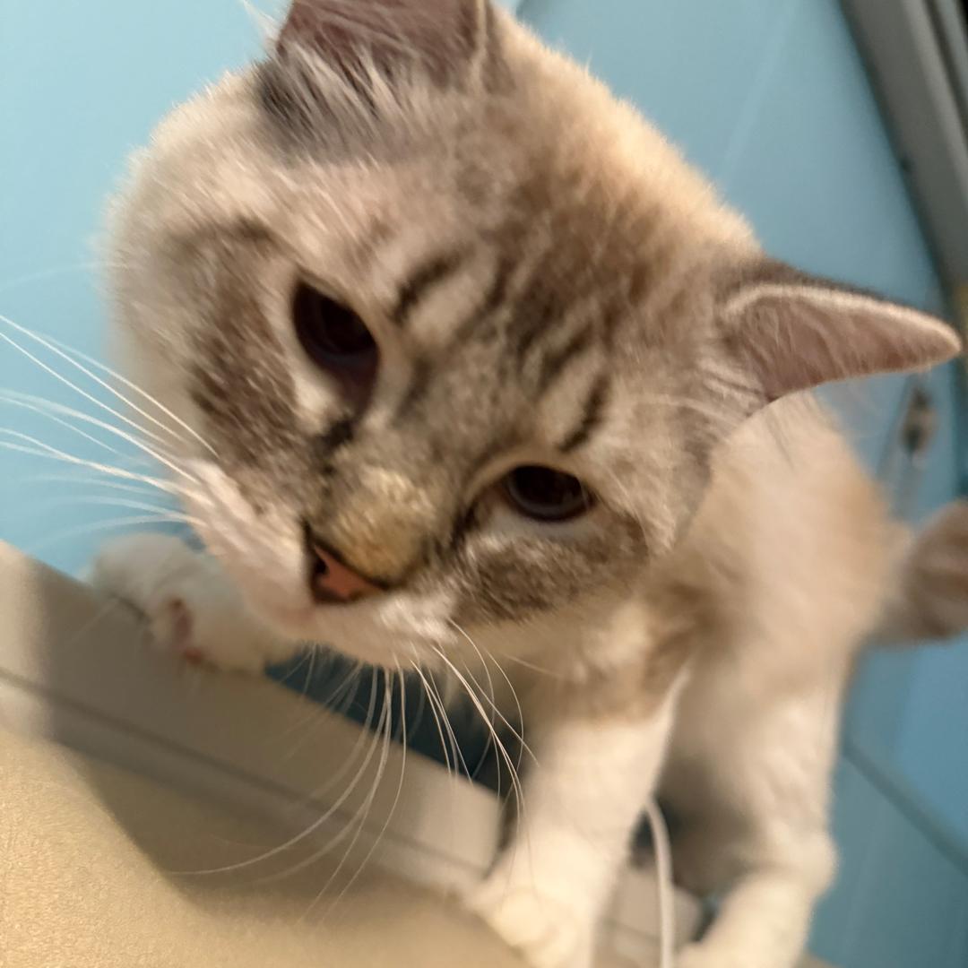 一颗平静的土豆