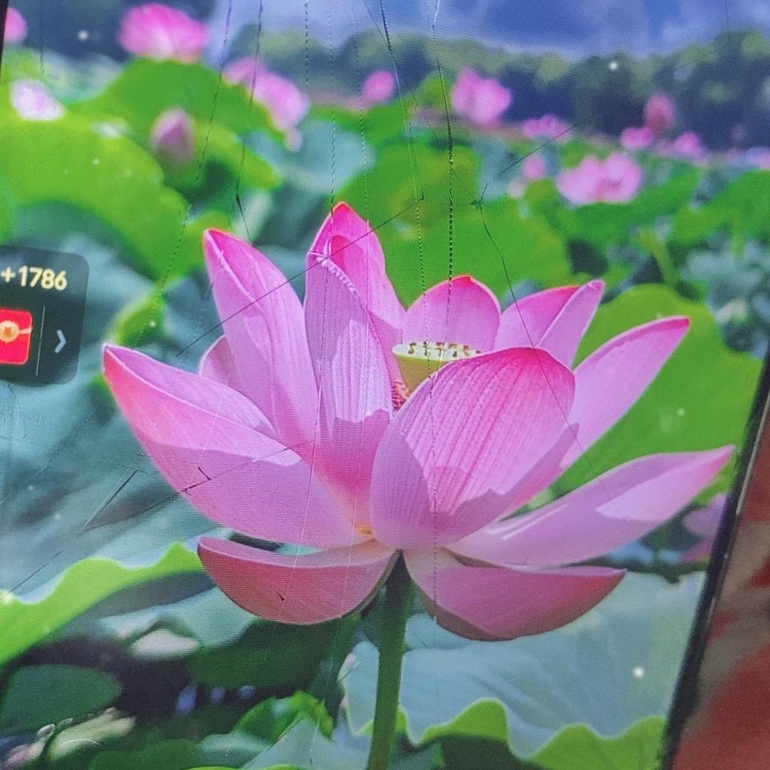 陆妹qqqqqqqqq^_^