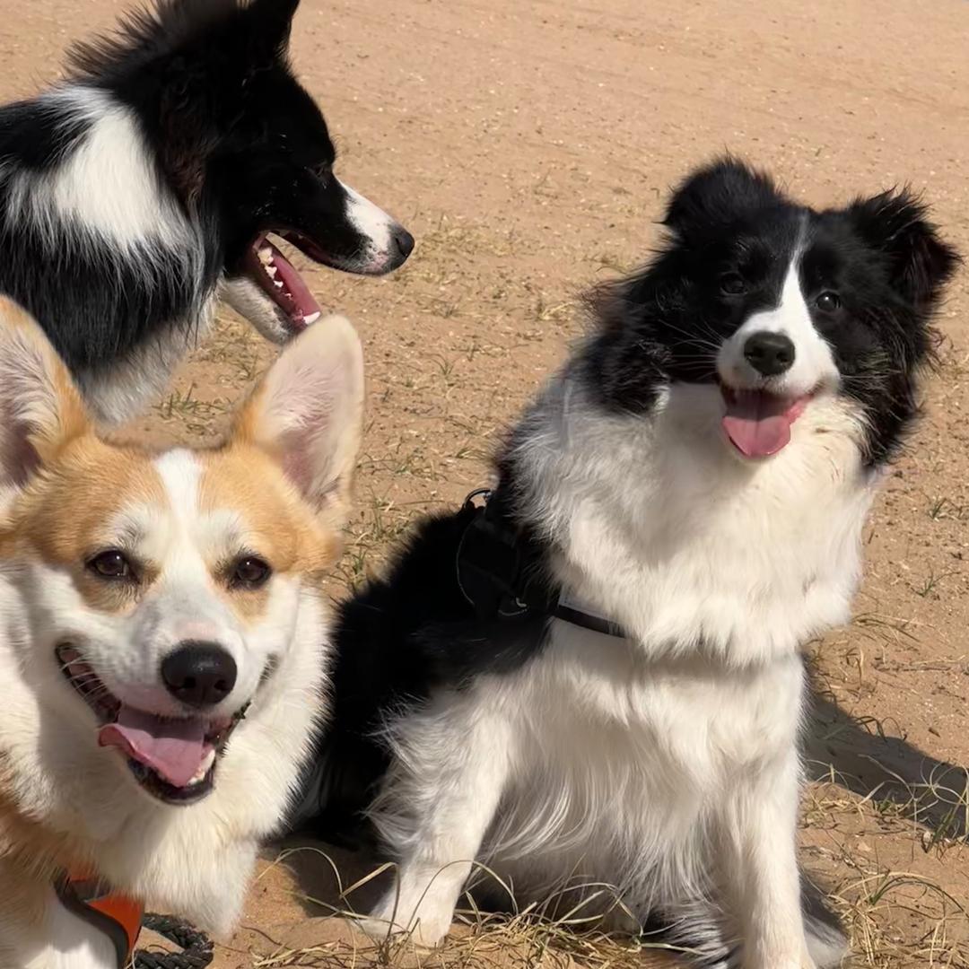 边牧皮皮和花卷