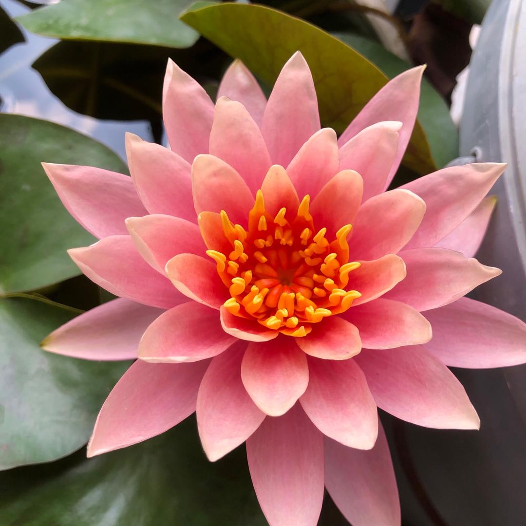 清洼池