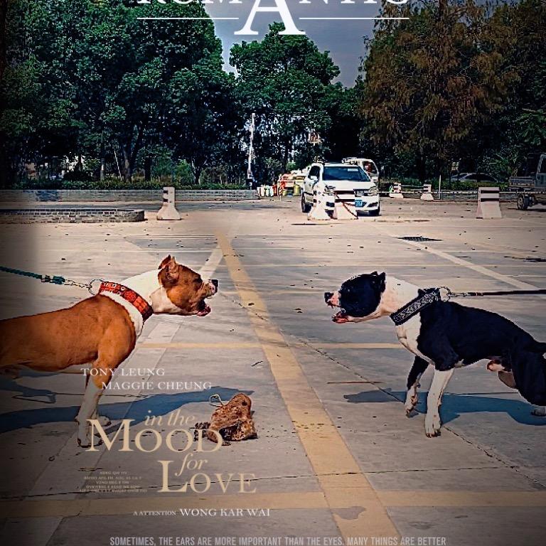 训犬先生训练营(斯塔福奋斗号)