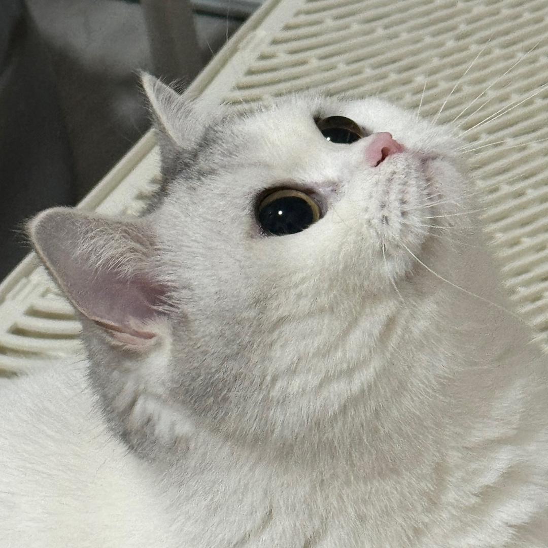 香菜咪🐈