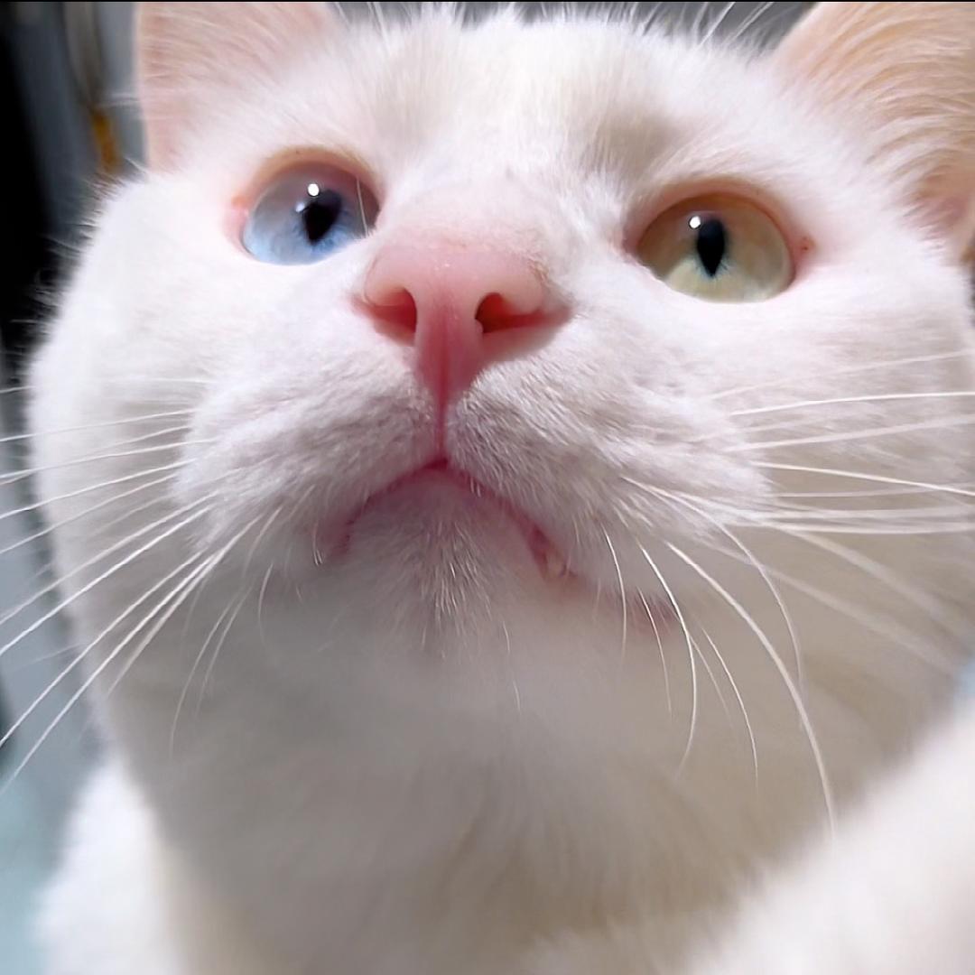 招财是只猫