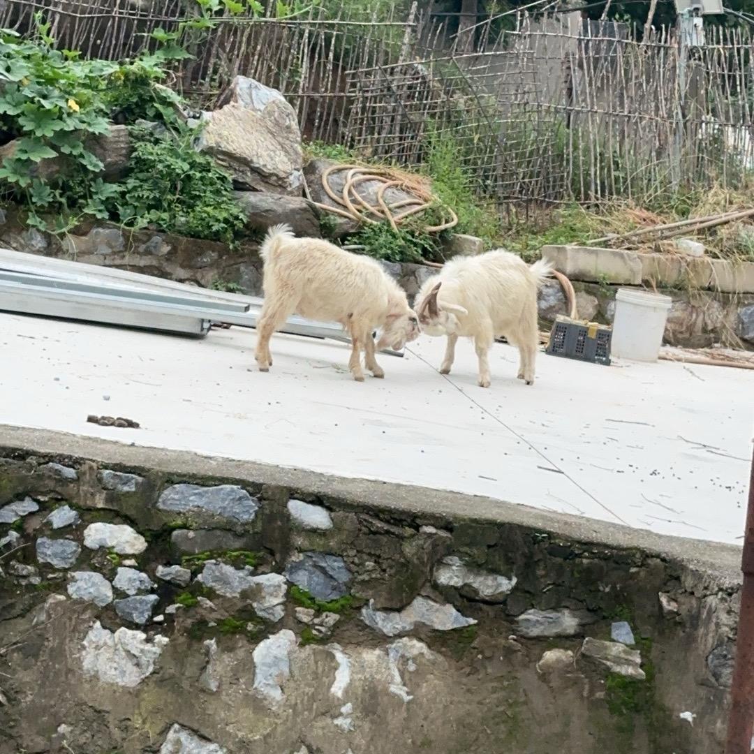 山林农场生活