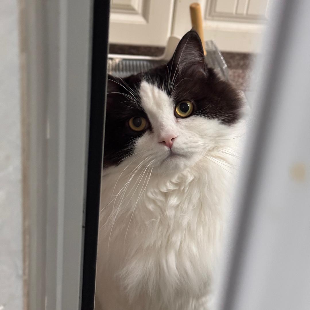 多多是只猫🐱