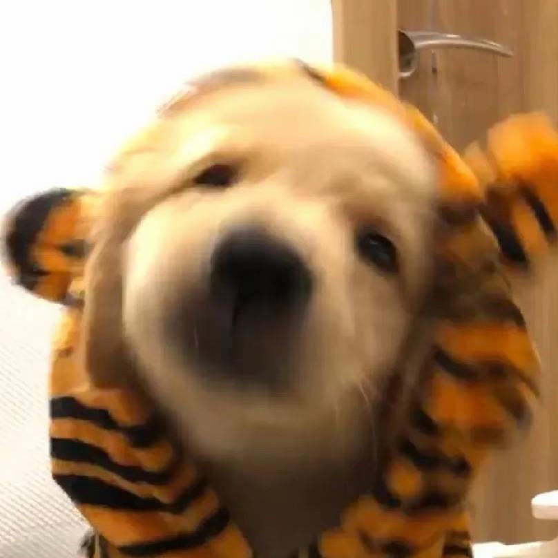 报废ｄｅ👬头像