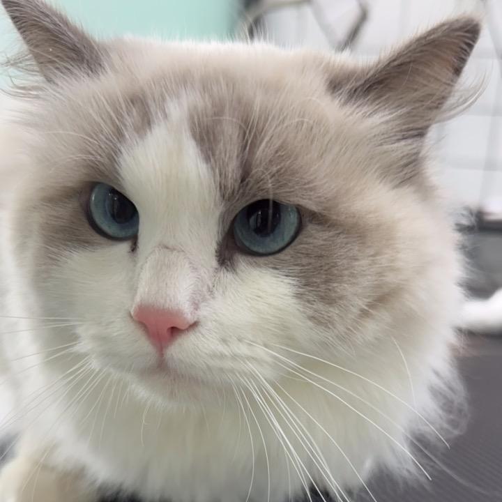 黄小明白