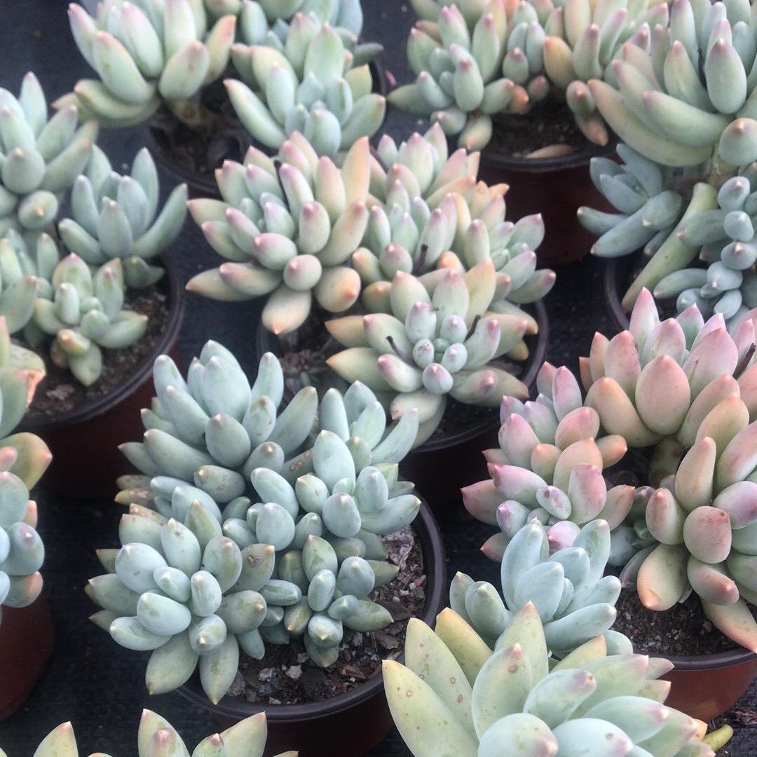 云南发仔小老弟多肉