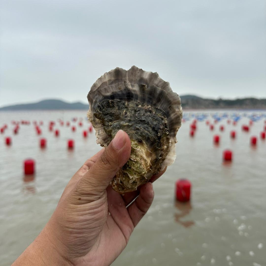 南蚝（大浪蚝）