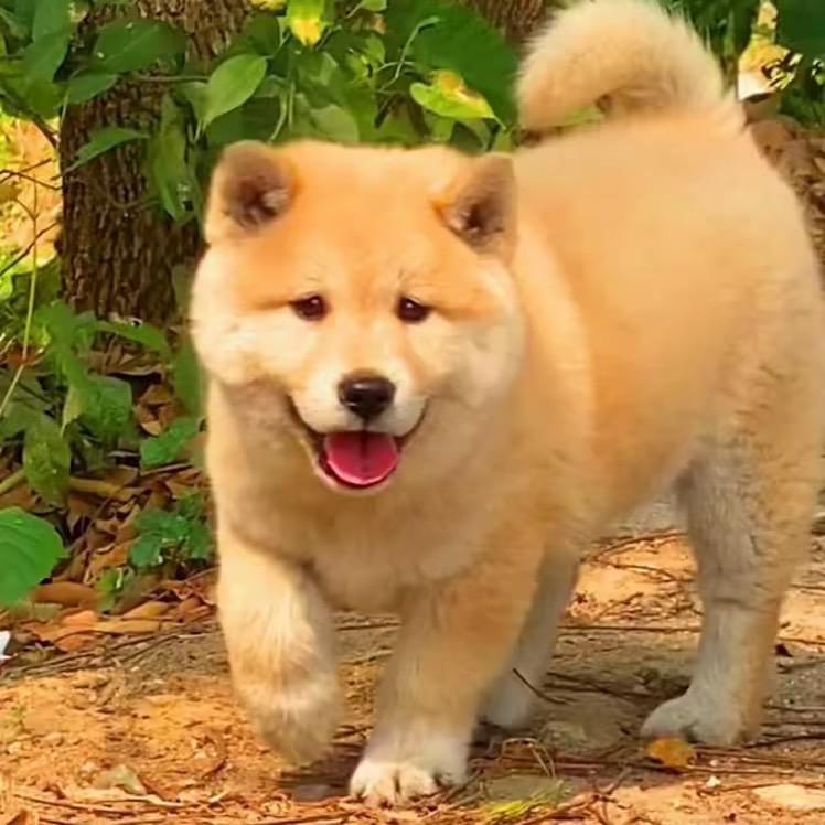 广西小骆（中华田园犬土猎）