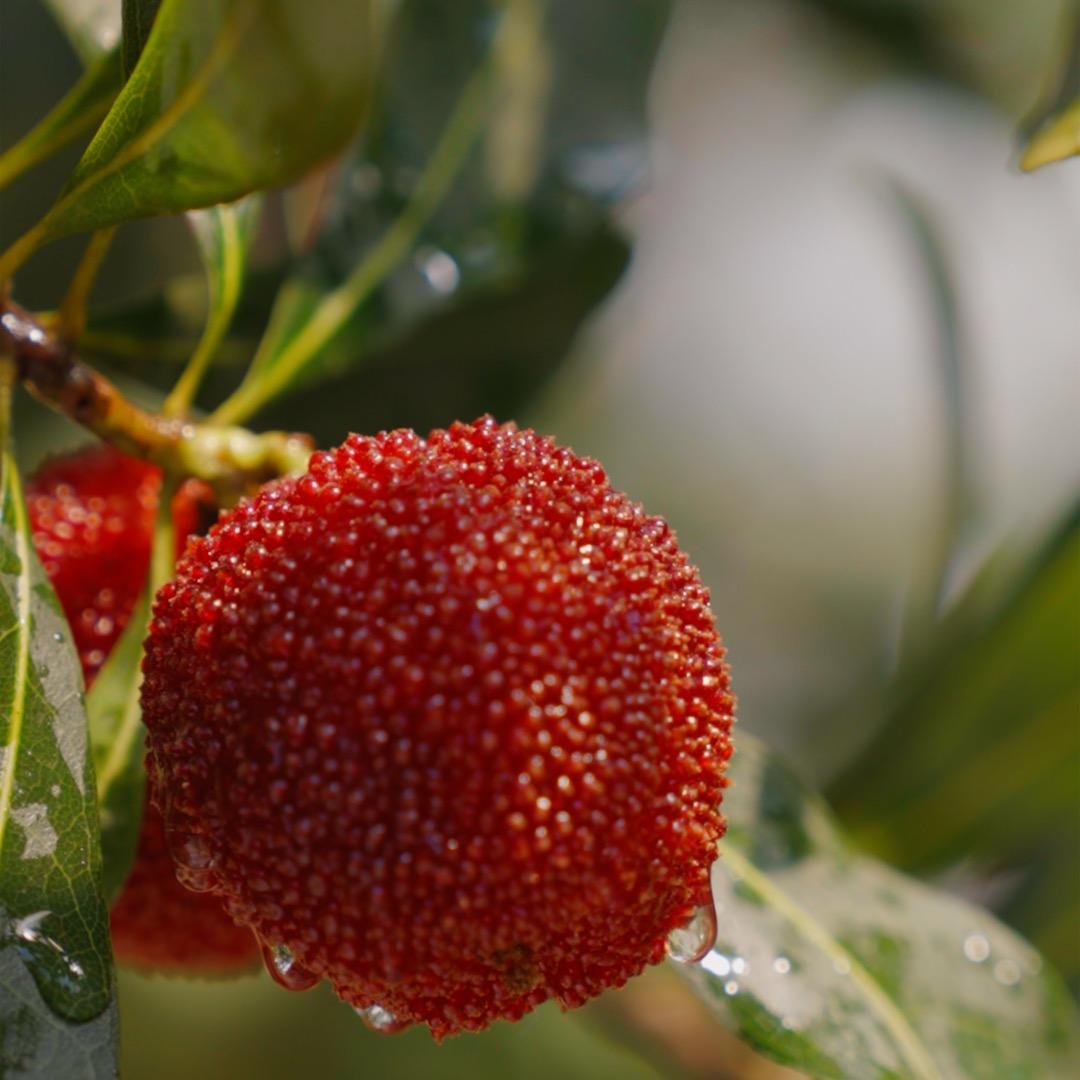 有礼有树.鲜锋队