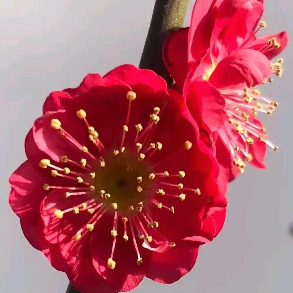 青木青园林