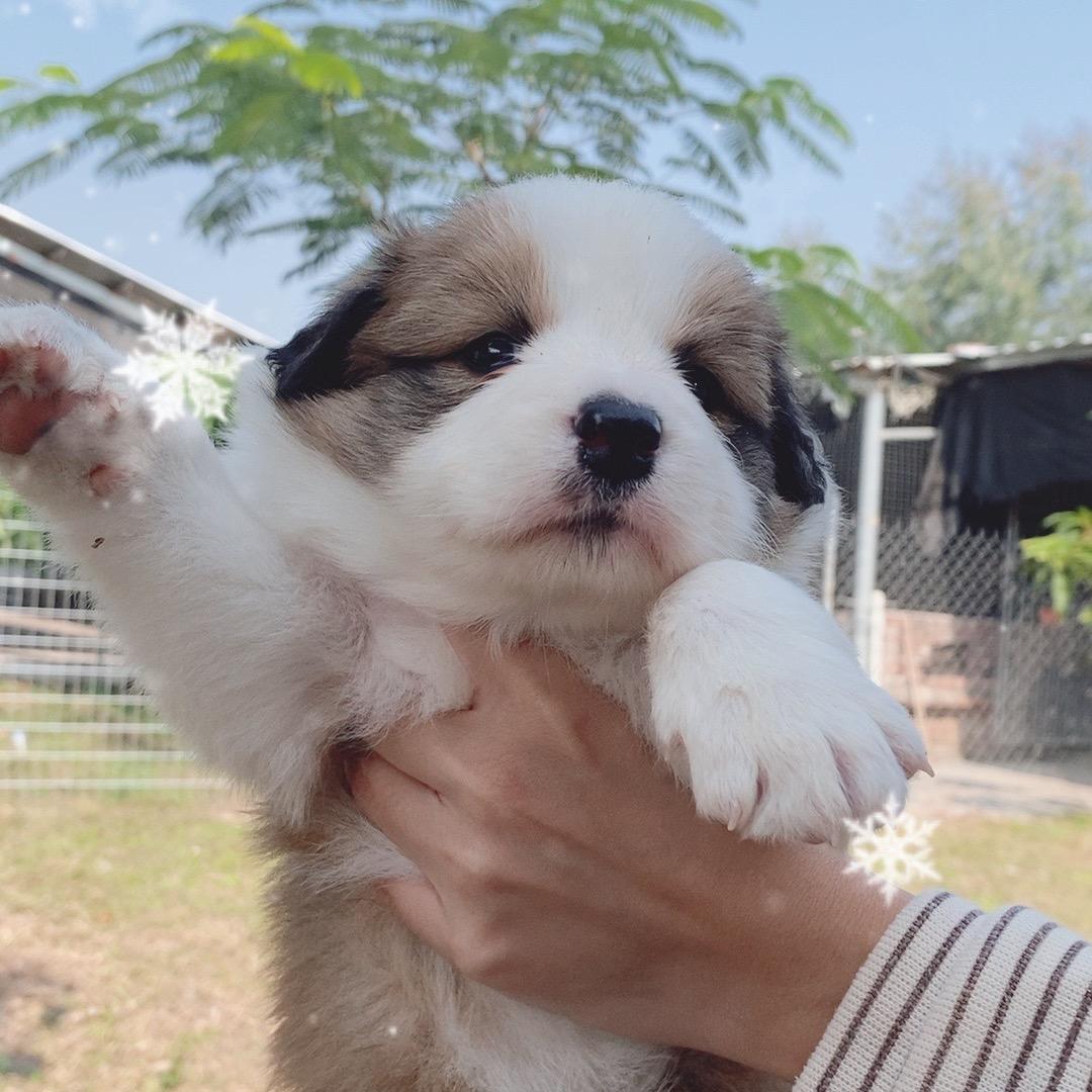 浩天边牧（小号）