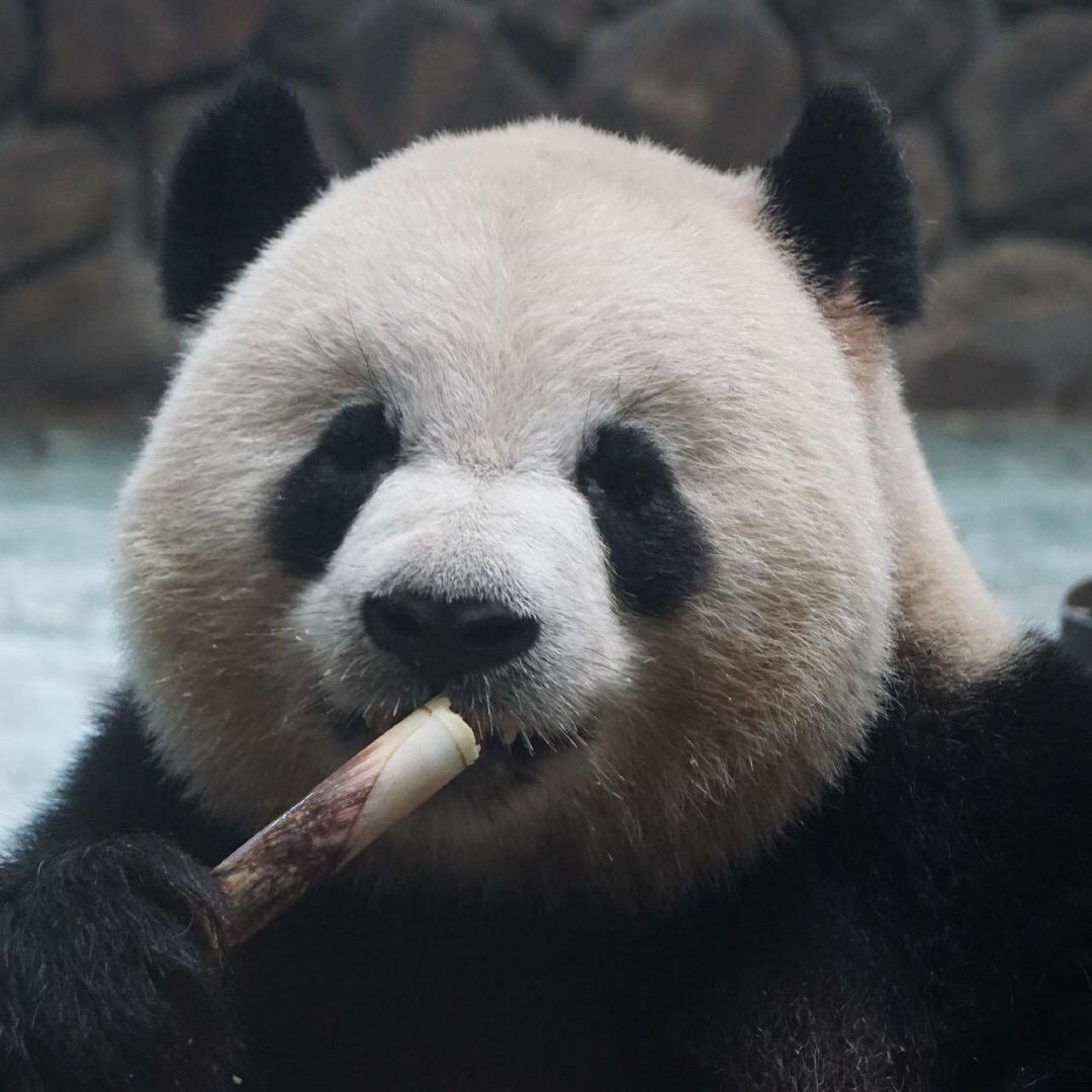 小瘦瘦不再圆滚滚