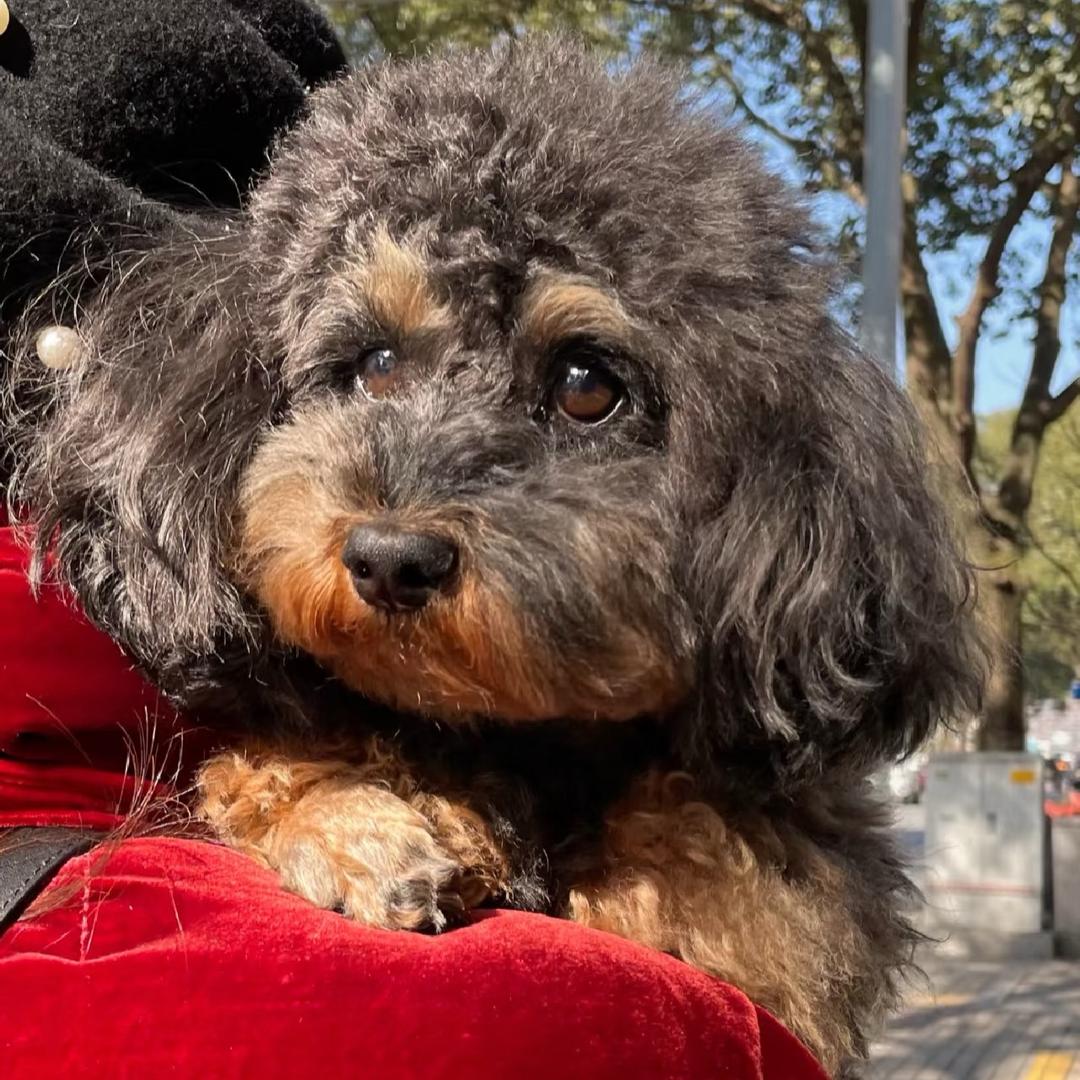 金多多是只铁包金