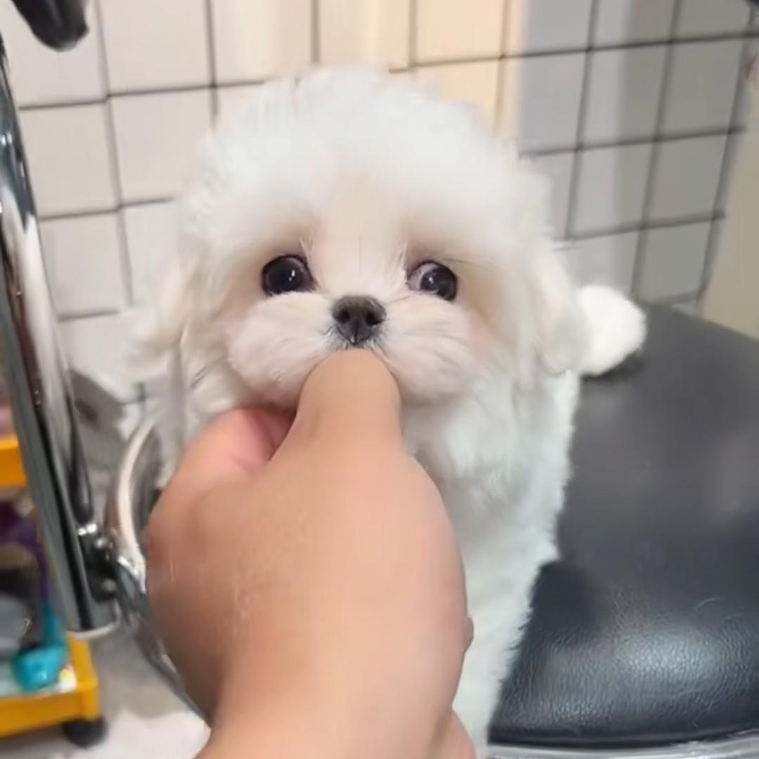 大宝家马尔济斯的日常生活