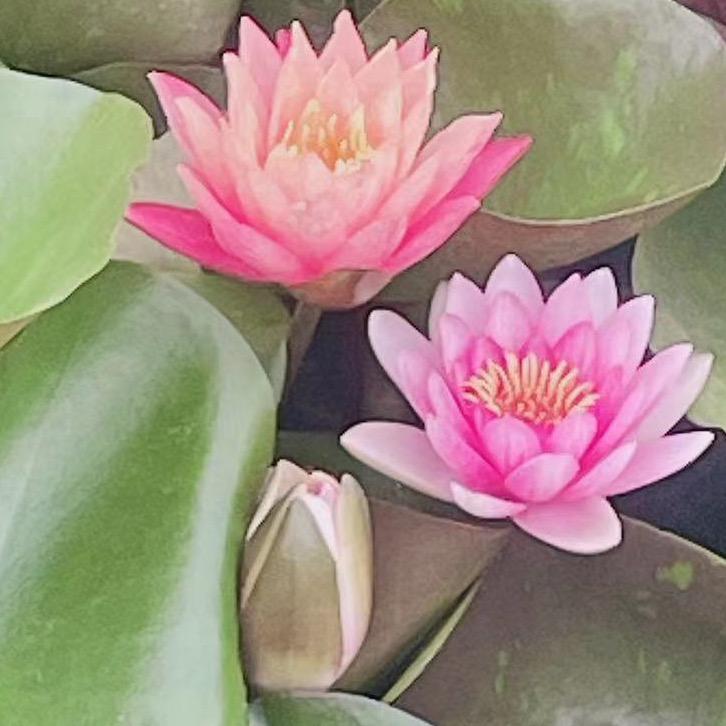 大牌美妆-妙琳琳