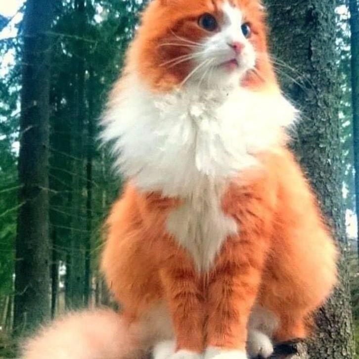 猫大侠臻宠宠物生活坊